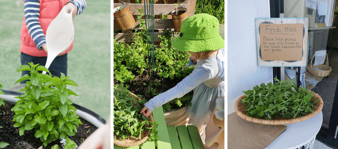 planting, harvesting and sharing herbs with our community